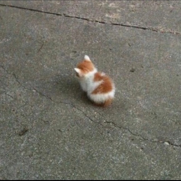 Meet your Posher, Mychal - Picture 1 of 1